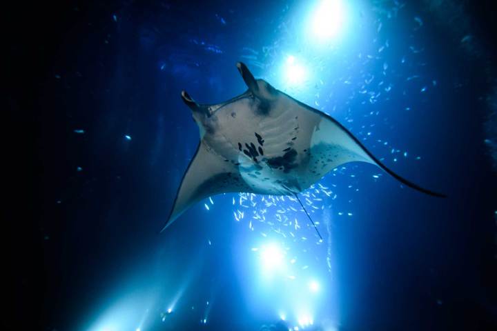 a manta fish swimming under water