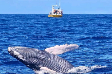 a small boat in a body of water with a humpback whale