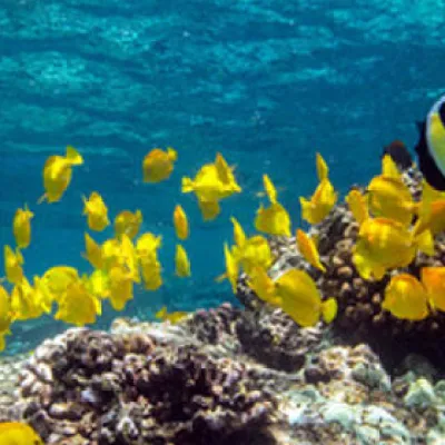 underwater view of a flower