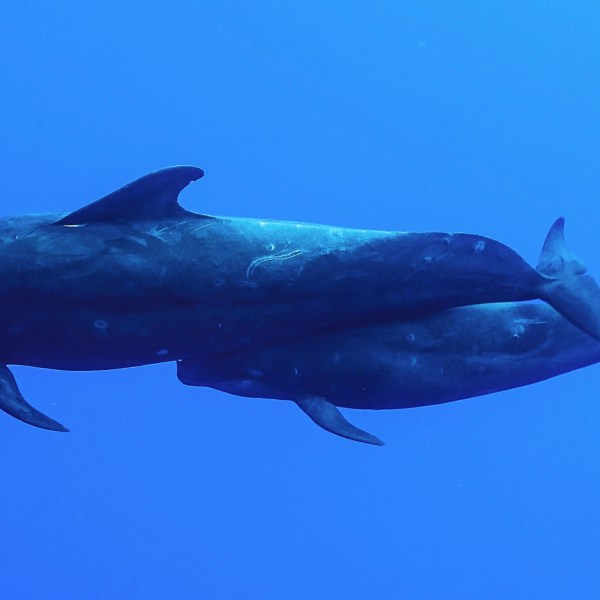 a fighter jet flying through a clear blue sky