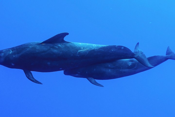 a fighter jet flying through a clear blue sky