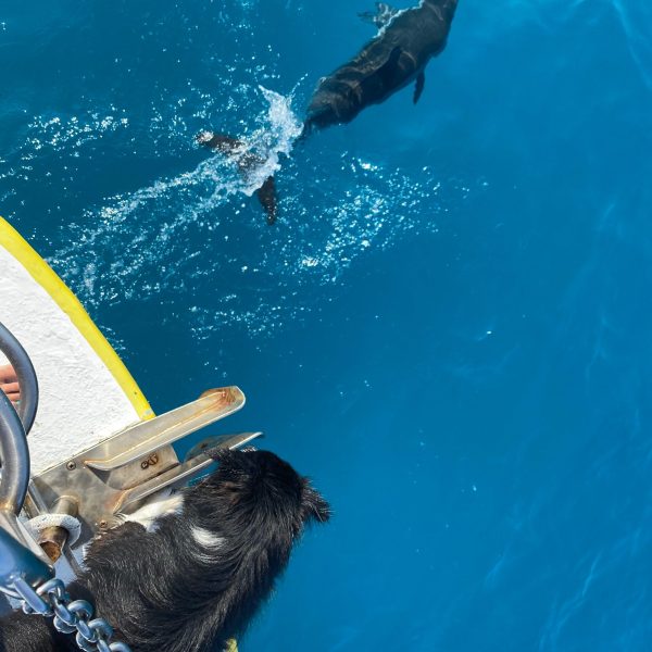 a dog swimming in a pool of water
