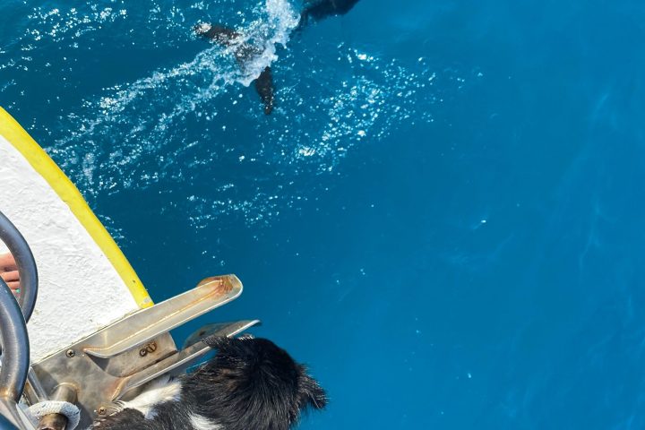 a dog swimming in a pool of water