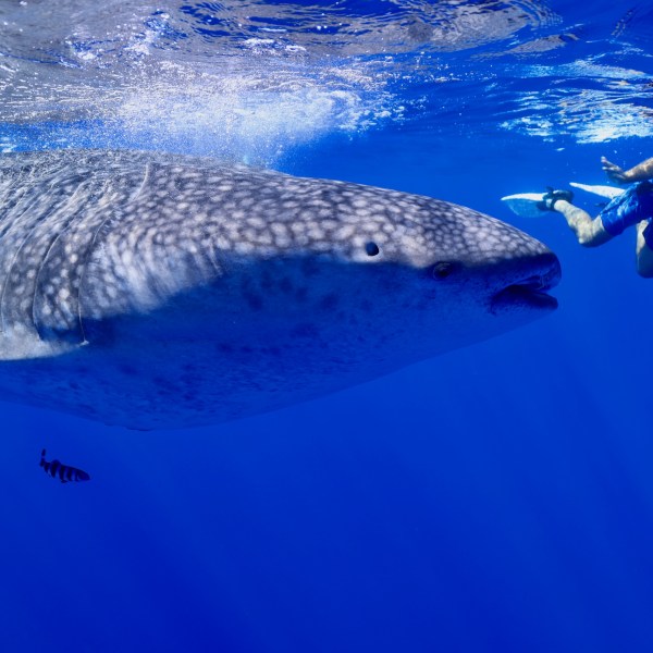 a fish swimming under water