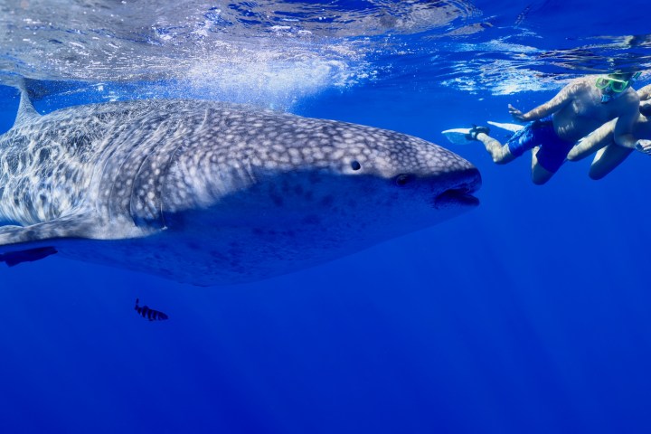 a fish swimming under water