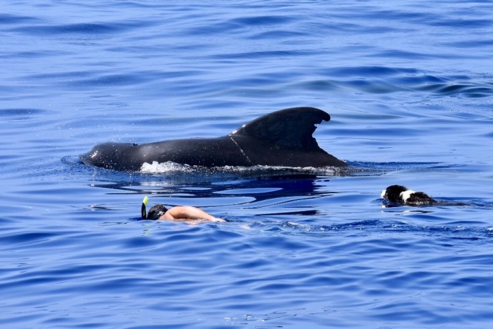 a bird swimming in water next to a body of water