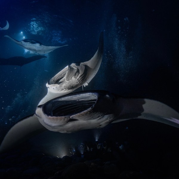 a close up of an animal