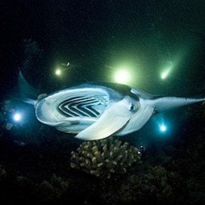 a fish in a dark room