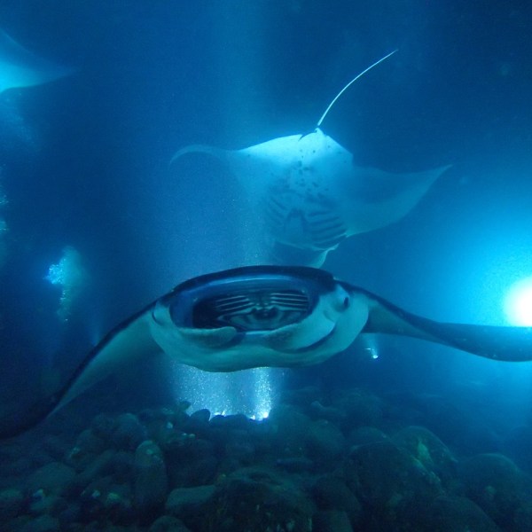 a manta fish swimming under water