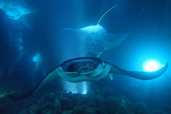a manta fish swimming under water