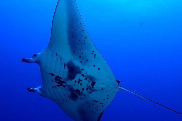 a fish swimming under water