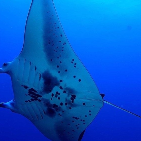 a fish swimming under water