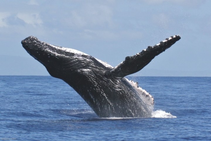a whale jumping out of a body of water