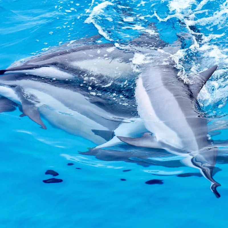 a dolphin swimming in a body of water