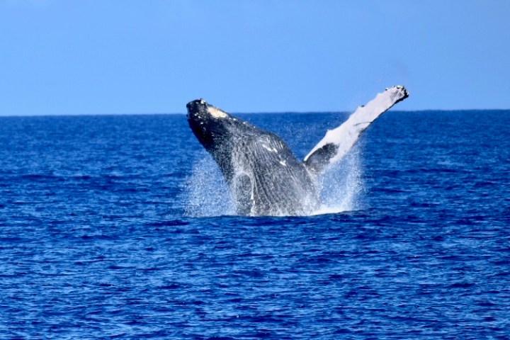 a whale jumping out of the water