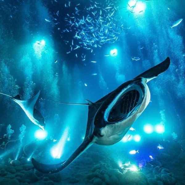 Manta Night Dive