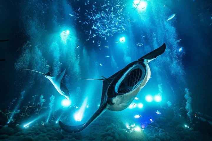 Manta Night Dive