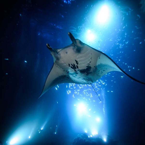 a manta fish swimming under water