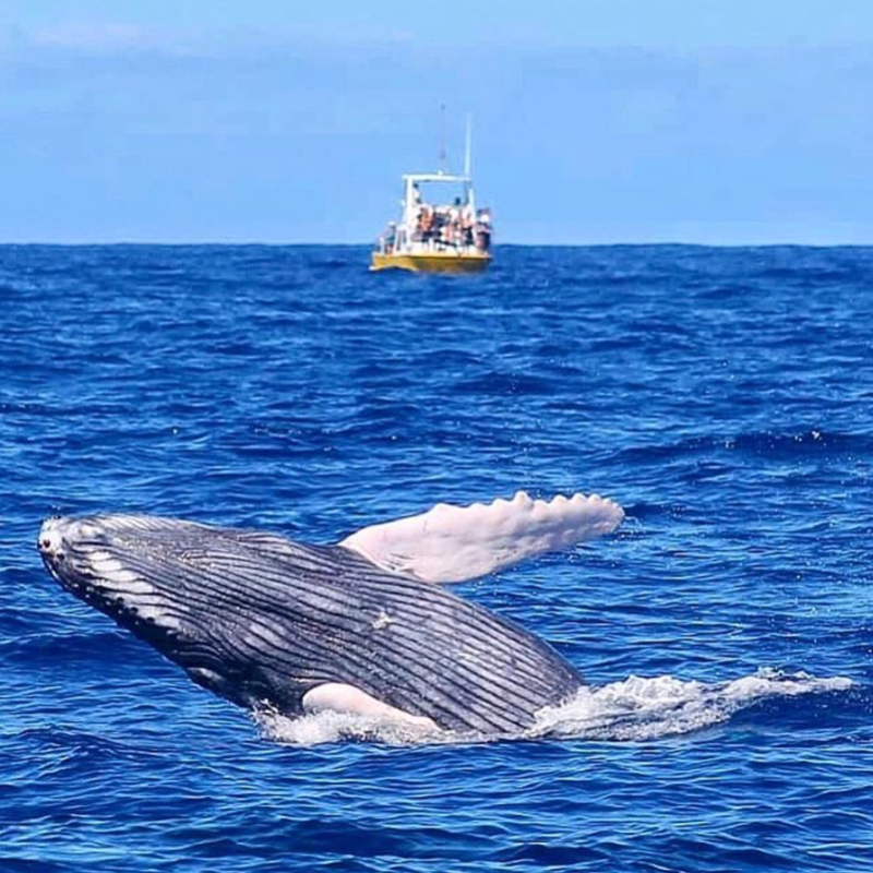 a small boat in a body of water with a humpback whale