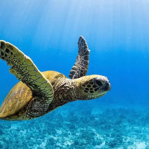 a turtle swimming under water