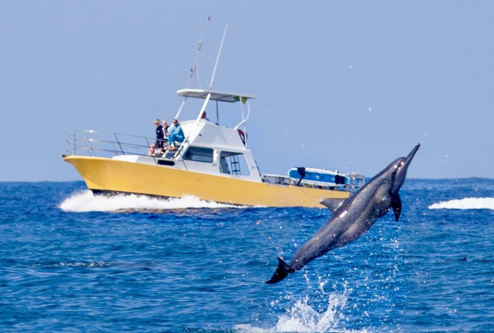 a Torpedo Tours private charter with dolphin leaping in front