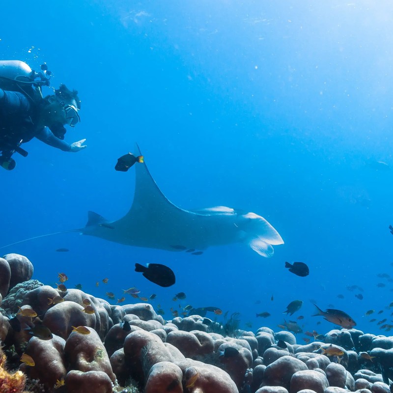 diver with manta ray