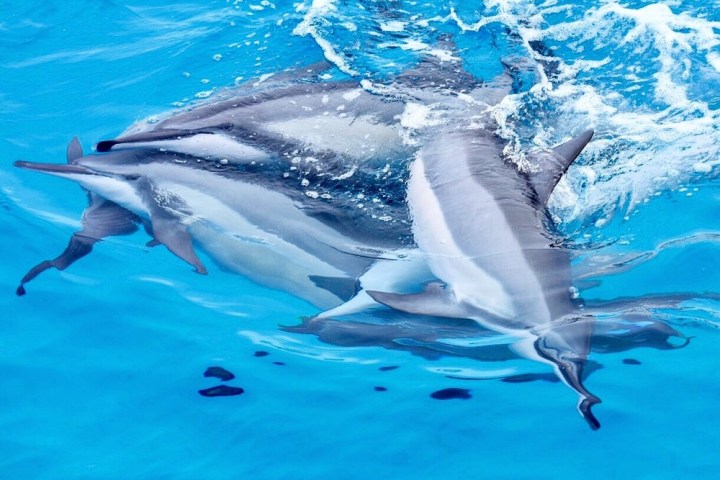 a dolphin swimming in a pool of water